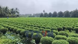 Vĩnh Long: Nhân rộng mô hình trồng hoa sử dụng giống nuôi cấy mô