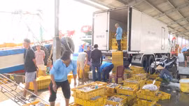 Ngư dân Sóc Trăng đón 'lộc biển' đầu năm 
