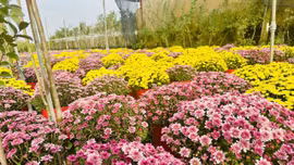Cúc Hàn Quốc đủ màu rực rỡ