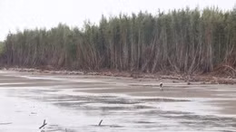 Hơn 9km bờ biển ở Vĩnh Long bị sạt lở nghiêm trọng