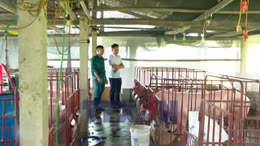 Đảm bảo an toàn dịch bệnh khi tái đàn vật nuôi