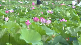 Hương sen miền di sản