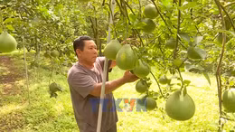 Bưởi Tết có xu hướng tăng giá do mất mùa