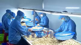 Đồng Nai hướng tới thành trung tâm giao dịch điều quốc tế