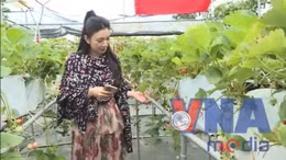 Trải nghiệm hái quả tại cao nguyên Mộc Châu