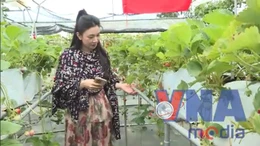 Trải nghiệm hái quả tại cao nguyên Mộc Châu