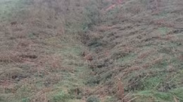 Quảng Ninh nỗ lực tái thiết những cánh rừng