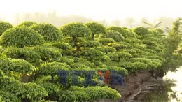 Nông nghiệp, nông thôn khởi sắc nhờ đa dạng mô hình kinh tế