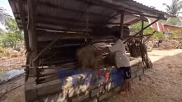 Người chăn nuôi bò Đắk Lắk thiệt hại nặng nề trong mưa lũ