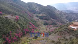 Lung linh sắc hoa Mù Cang Chải ở vùng cao Mù Cang Chải