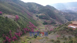 Lung linh sắc hoa Mù Cang Chải ở vùng cao Mù Cang Chải