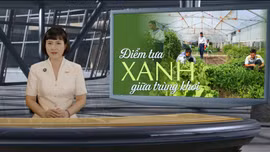 Trường Sa: Điểm tựa xanh giữa trùng khơi 