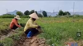 Hạn hán đe dọa sản xuất vụ Hè Thu tại Trung Bộ