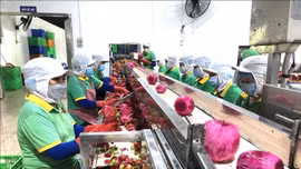  Xuất khẩu trái cây lạc quan ngay từ đầu năm