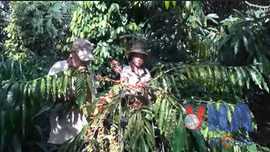 Xây dựng cà phê đặc sản vươn tầm thế giới