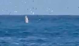 Cá voi khổng lồ xuất hiện ở Vịnh Nha Trang