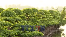 Nông nghiệp, nông thôn khởi sắc nhờ đa dạng mô hình kinh tế