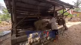 Người chăn nuôi bò Đắk Lắk thiệt hại nặng nề trong mưa lũ