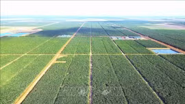 Doanh nghiệp Việt Nam đầu tư dự án nông nghiệp quy mô lớn tại Campuchia