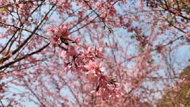 Hoa anh đào khoe sắc trên cao nguyên Mộc Châu