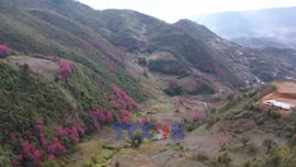 Lung linh sắc hoa Mù Cang Chải ở vùng cao Mù Cang Chải