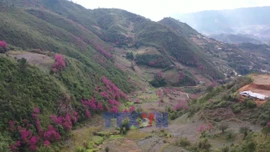 Lung linh sắc hoa Mù Cang Chải ở vùng cao Mù Cang Chải