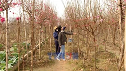 Người dân Hà Nội chơi đào Tết sớm