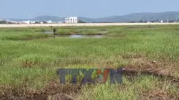 Hàng trăm hecta đất lúa bị bỏ hoang vì nhiễm mặn nặng