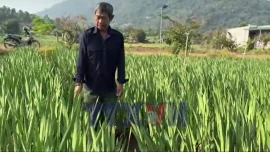 Thăm vùng trồng hoa lay ơn lớn nhất ở Đồng Nai