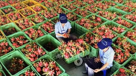 Xuất khẩu nông sản săn sàng thích ứng với kịch bản mới 