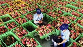 Xuất khẩu nông sản săn sàng thích ứng với kịch bản mới 