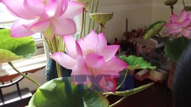 Hoa sen đất sét lên ngôi trong mùa Tết đô thị