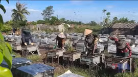 Ninh Bình phát triển thương hiệu mật ong vườn quốc gia 