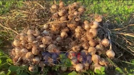 Mùa tỏi kém vui tại Lý Sơn 