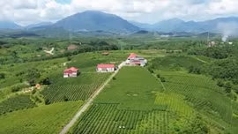 Phát triển vùng chè Đường Hoa trở thành thương hiệu mạnh 