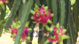 Nỗ lực tạo ra chuỗi giá trị sản phẩm cho trái thanh long 