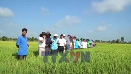 Trình diễn giống lúa mới với nhiều ưu điểm vượt trội tại An Giang