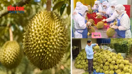 Sầu riêng Việt Nam trước cơ hội vượt 4 tỷ USD