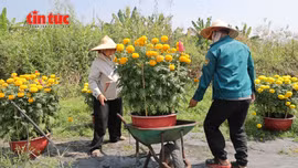 TP Hồ Chí Minh: Làng hoa Thới An vào cao điểm vụ hoa Tết