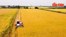 Nông dân hưởng lợi kép từ đề án 1 triệu ha lúa chuyên canh chất lượng cao
