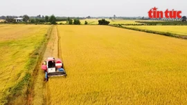 Nông dân hưởng lợi kép từ đề án 1 triệu ha lúa chuyên canh chất lượng cao