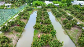 Miệt vườn Cần Thơ rộn ràng mùa thanh nhãn trĩu quả