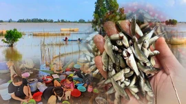 Niềm vui của bà con vùng biên khi mùa cá linh non về sớm