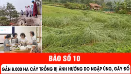 Bão số 10: Gần 8.000 ha cây trồng bị ảnh hưởng do ngập úng, gãy đổ