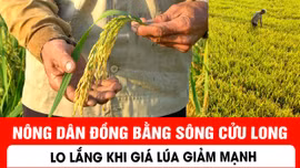 Nông dân Đồng bằng sông Cửu Long lo lắng khi giá lúa giảm mạnh