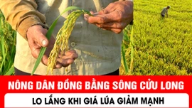 Nông dân Đồng bằng sông Cửu Long lo lắng khi giá lúa giảm mạnh
