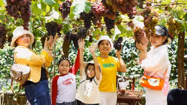 Trải nghiệm vườn nho trĩu quả giữa lòng TP Hồ Chí Minh