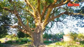 Chiêm ngưỡng 'kỷ lục' xoài cổ thụ 300 tuổi lớn nhất Đồng bằng sông Cửu Long