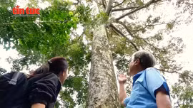 'Cụ' sầu riêng trăm tuổi trên cù lao Tân Lộc - Cần Thơ