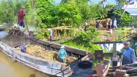 Chuyển đổi mô hình trồng mía ép nước giải khát nông dân Cần Thơ thu lợi cao